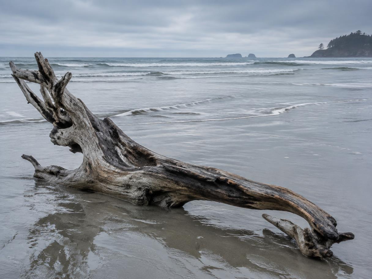 Weathered driftwood resting on wet sand at low tide